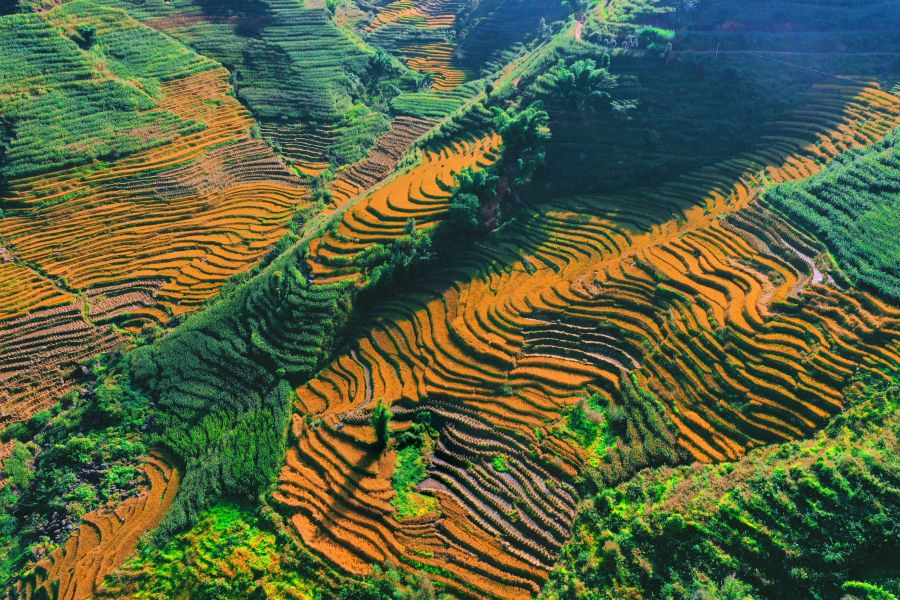 阡陌層疊聞稻香 高山紅米昆頂來