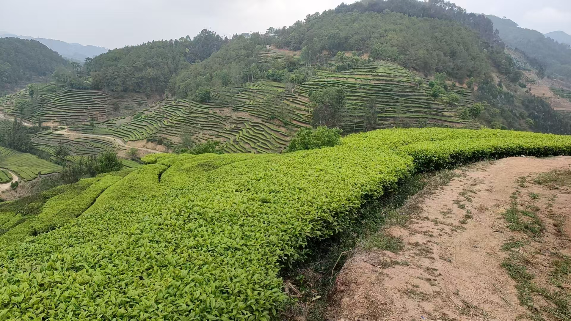 壯大茶經(jīng)濟！茶房鄉(xiāng)又一茶產(chǎn)業(yè)項目開工